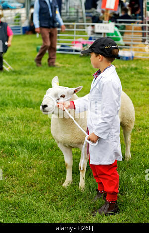 Un giovane ragazzo ha le sue pecore giudicata al 2015 Gillingham & Shaftesbury spettacolo agricolo, Dorset, Regno Unito. Foto Stock