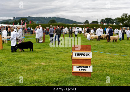 Un concorso di pecora al 2015 Gillingham & Shaftesbury spettacolo agricolo, Dorset, Regno Unito. Foto Stock