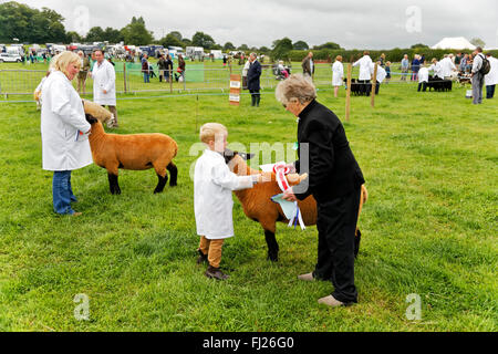 Un giovane ragazzo riceve una rosetta vincitori dopo le sue pecore ha vinto il primo posto al 2015 Gillingham & Shaftesbury spettacolo agricolo, UK. Foto Stock