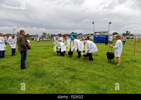 Un concorso di pecora al 2015 Gillingham & Shaftesbury spettacolo agricolo, Dorset, Regno Unito. Foto Stock