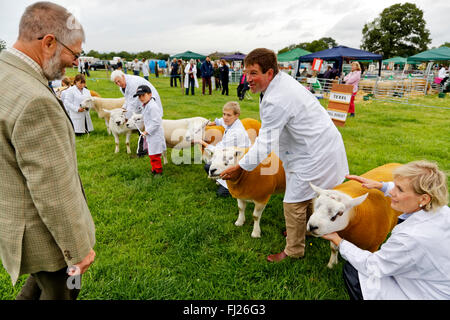 Texel & Poll Dorset pecore di essere giudicata al 2015 Gillingham & Shaftesbury spettacolo agricolo, Dorset, Regno Unito. Foto Stock