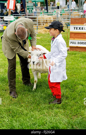 Un giovane ragazzo ha le sue pecore giudicata al 2015 Gillingham & Shaftesbury spettacolo agricolo, Dorset, Regno Unito. Foto Stock