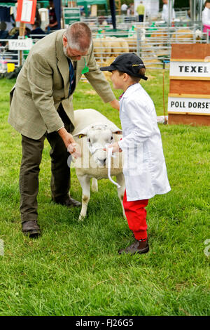 Un giovane ragazzo ha le sue pecore giudicata al 2015 Gillingham & Shaftesbury spettacolo agricolo, Dorset, Regno Unito. Foto Stock