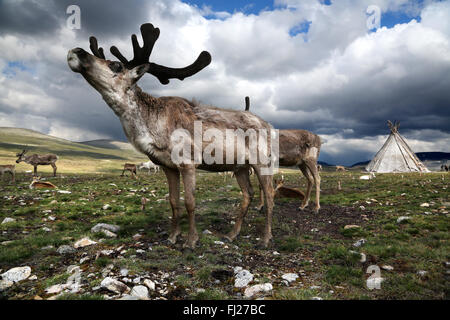 Tsaatan Dukha persone , nomadi allevatori di renne , Mongolia Foto Stock