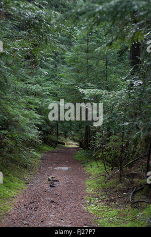 La sporcizia e il sentiero di ghiaia attraverso la foresta verde delle montagne rocciose canadesi nella regione Kootney, Foto Stock