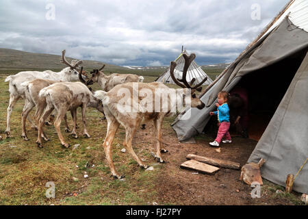 Kid giocando con le renne fuori della tenda, , Tsaatan Dukha persone , nomadi allevatori di renne , Mongolia Foto Stock