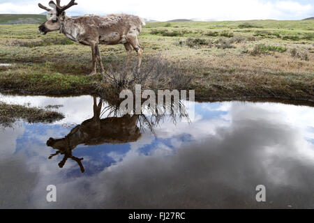 Mongolia Tsaatan nomads - persone di renne - tribù - le persone che vivono con le renne in Asia centrale Foto Stock