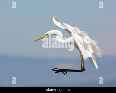 Airone bianco maggiore sbarco Foto Stock