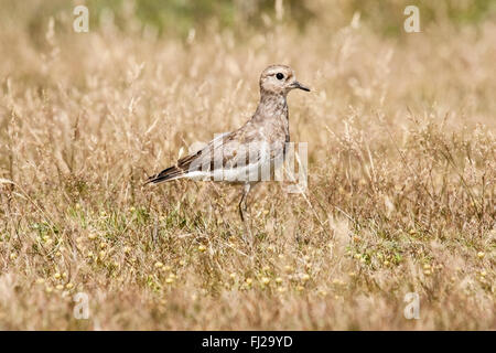 Rufoue-chested plover o rufous-chested dotterel ([Charadrius modesto) adulto in piedi in erba corta, Isole Falkland Foto Stock