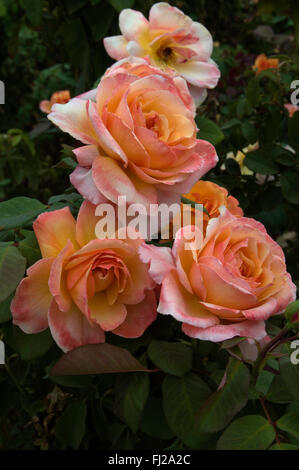 Rose TAHITIAN SUNSET albicocca Blend tè ibrido Foto Stock