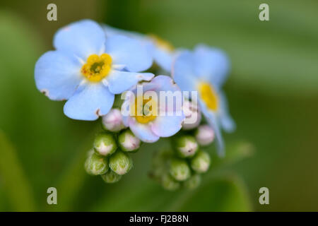 Dimenticare di acqua-me-non (Myosotis scorpioides). Un blu-fiorito semi-pianta acquatica nella famiglia Boraginaceae Foto Stock