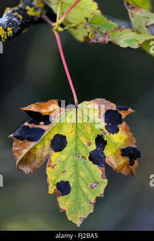 Platano (Acer pseudoplatanus) infettati con Rhytisma acerinum. Macchia di catrame sulle foglie causato da un Ascomiceti funghi patogeni delle piante Foto Stock