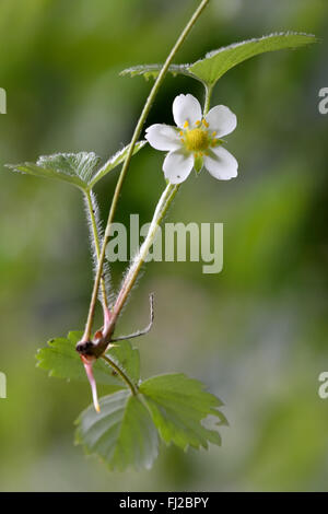 Wild fragola (Fragaria vesca). Bellissimo fiore bianco appeso sulla levetta di questa bassa pianta crescente in rosa, della famiglia delle Rosaceae Foto Stock