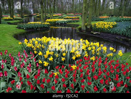 Il giardini KUKENHOFF crescere ogni genere di tulip immaginabili & Altri bulbi, le piante e gli alberi come pure - PAESI BASSI Foto Stock