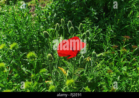 Papavero rosso fiore. Foto Stock