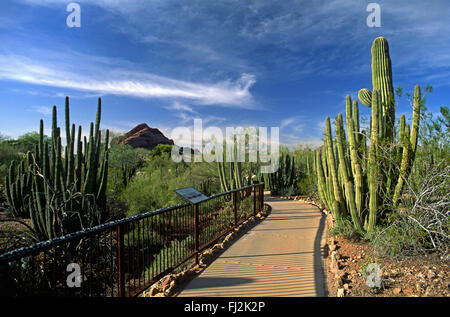 Il Desert Botanical Garden a Phoenix in Arizona è la più grande collezione di piante del deserto in noi Foto Stock