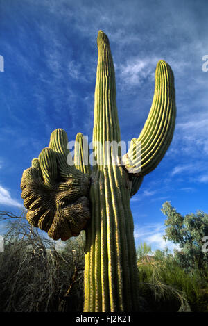 Questo cactus Saguaro visto qui nel deserto SANORAN ha un insolito modello di crescita - Arizona Foto Stock