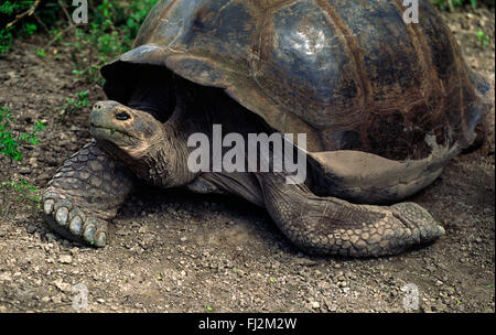 La tartaruga gigante (Geochelone elephantopus) vive a 150 anni - ISLA ISABELLA, isole Galapagos, ECUADOR Foto Stock