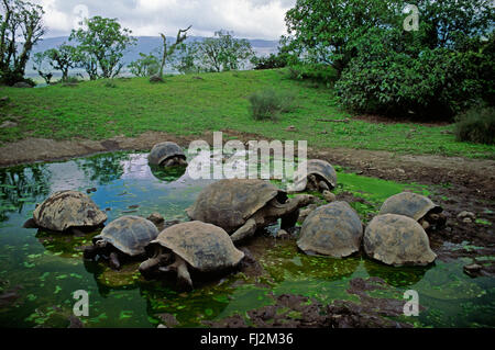 La tartaruga gigante (Geochelone elephantopus) vive a 150 anni - ISLA ISABELLA, isole Galapagos, ECUADOR Foto Stock