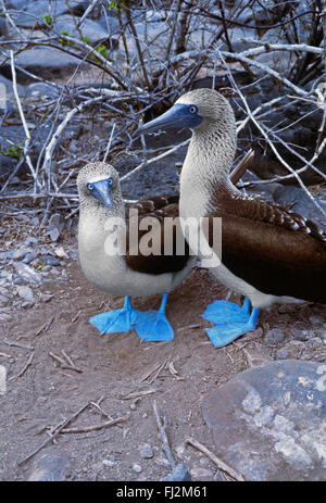 Una coniugata coppia di Blu-footed BOOBY uccelli (Sula nebouxii) - Isole Galapagos, ECUADOR Foto Stock