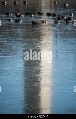 Washington Monument Reflection Tidal Basin Washington DC // il Washington Monument si riflette sul ghiaccio del bacino di marea. I ciliegi in fiore di Washington DC e l'area intorno al bacino delle maree in una mattina particolarmente fredda il 14 febbraio 2016. Durante un'insolitamente fredda scivolata in inverno, il bacino delle maree è congelato sotto un cielo azzurro. Foto Stock