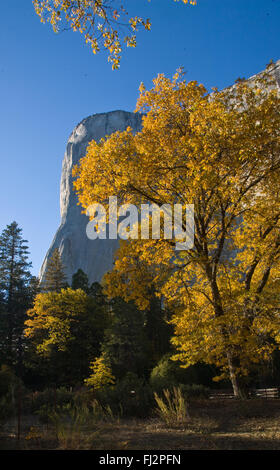 EL CAPITAN e alberi in autunno - Parco Nazionale di Yosemite, CALIFORINA Foto Stock