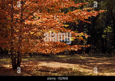 Un albero di corniolo sanguinello girare rosso in autunno sul pavimento di Yosemite Valley - Yosemite National Park, California Foto Stock