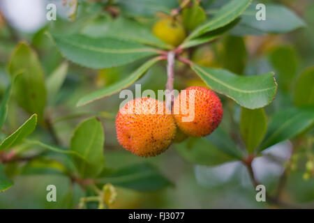 Madrones (Arbutus unedo) dettaglio di quasi mature e frutti rossi Foto Stock