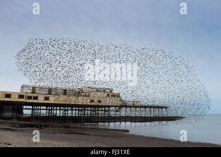 Aberystwyth, Wales, Regno Unito. Il 29 febbraio 2016. Regno Unito Meteo: dopo aver trascorso la notte sono ' appollaiati sotto Aberystwyth è Pier, migliaia di starings esplodere in aria all'alba, l'impostazione off per loro motivi di alimentazione. Credito: Alan Hale/Alamy Live News Foto Stock