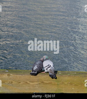Due piccioni in corteggiamento con femmina prendendo il cibo da maschile la bocca, appaiono essere baciare. Foto Stock