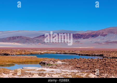 Laguna Colorada, Puna desert, Argentina Foto Stock