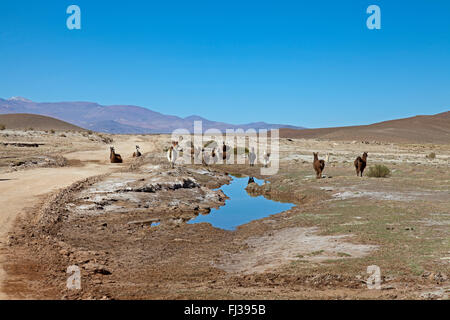 Allevamento di lama nella Puna desert, Argentina Foto Stock