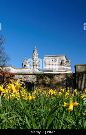 Municipio di Cardiff e narcisi, Bute Park, Cardiff, Galles, UK. Foto Stock