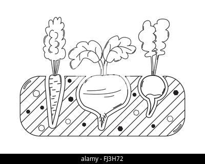 Linea sottile letto giardinaggio con barbabietole carote e ravanelli Illustrazione Vettoriale