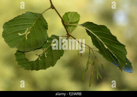 Alder (Alnus glutinosa) con fori in foglie. Foglie che presentano segni di attacco da parte di alder sawfly (Eriocampa ovata) Foto Stock