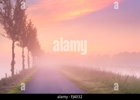 Un foggy sunrise nel tipico paesaggio di Polder di Beemster nei Paesi Bassi. Foto Stock