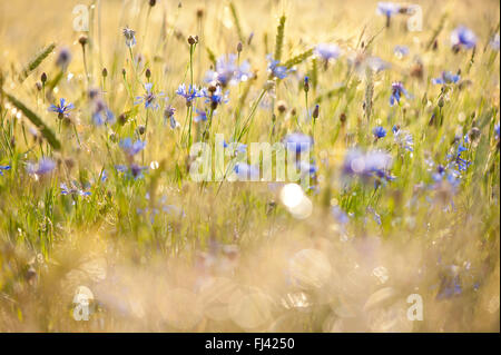 Cornflowers dopo la pioggia le gocce di pioggia che brilla nel sole sul verde e fresco di fiori e piante di cereali, piante scintillante bagnato Foto Stock