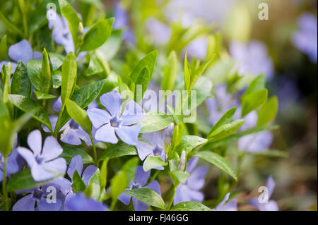 Vinca macro di fiori, famiglia Apocynaceae pervinca o mirto luminose di piante fiorite con vibrante foglie verdi grumi Foto Stock