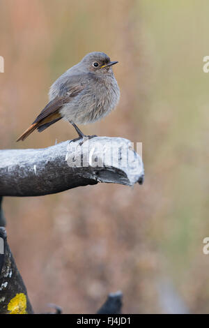 Codirosso spazzacamino (Phoenicurus ochruros), appollaiato su un ramo, Montecorvino Rovella, Campania, Italia Foto Stock