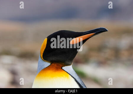 Pinguino reale (Aptenodytes patagonicus) che mostra un singolo adulto close-up di testa della Georgia del Sud Foto Stock