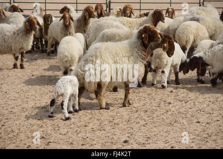 Pecore nel deserto Foto Stock