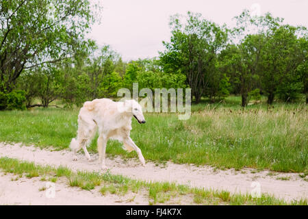 Bella bianca russo Borzaya cane cane da caccia in esecuzione in estate foresta. Foto Stock