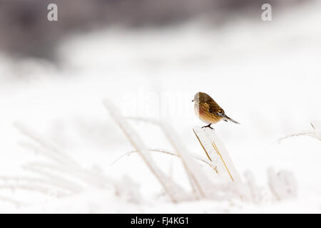 Linnet (Carduelis cannabina) appollaiato su un pezzo di erba congelata; Madzharovo Bulgaria Foto Stock