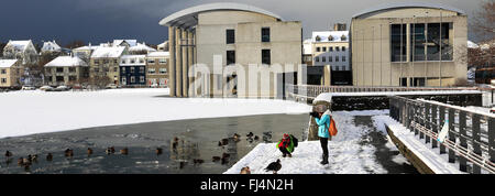 Cigni e oche sulla congelati lago Tjornin, Reykjavik City Hall. Reykjavik, Islanda. Foto Stock