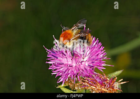 Carda comune Bumble Bee (Bombus pascuorum) queen alimentando il Fiordaliso (Centaurea nigra) in prato CHESHIRE REGNO UNITO Agosto 2311 Foto Stock