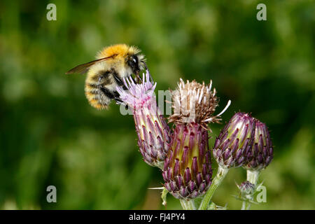 CommonCarder Bumble Bee (Bombus pascuorum) alimentazione su Creeping Thistle (Cirsium arvense) in prato CHESHIRE REGNO UNITO settembre 59343 Foto Stock