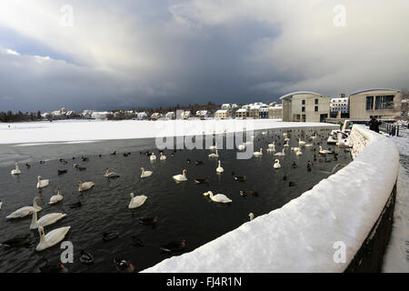 Cigni e oche sulla congelati lago Tjornin, Reykjavik City Hall. Reykjavik, Islanda. Foto Stock