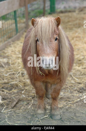 Nana Pony cavallo in stabile Foto Stock