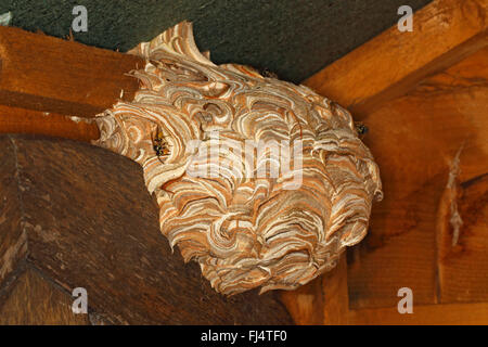 Wasp comune (Vespula vulgaris) nido nella Tettoia da giardino CHESHIRE REGNO UNITO Agosto 2163 Foto Stock