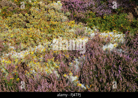 Spider gossamer su Ginestre (Ulex Europaeus) e Heather (Calluna vulgaris) sulla pianura heath Wirral Merseyside Regno Unito settembre 54687 Foto Stock